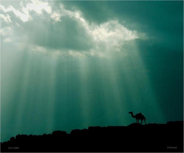 camel in rays
