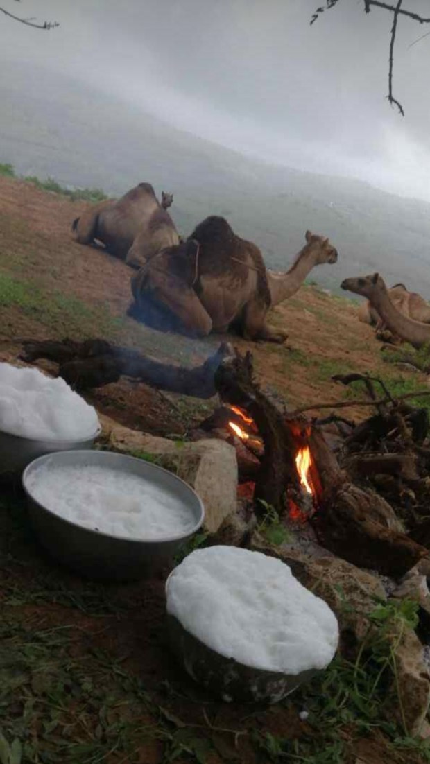 camels and milk 2